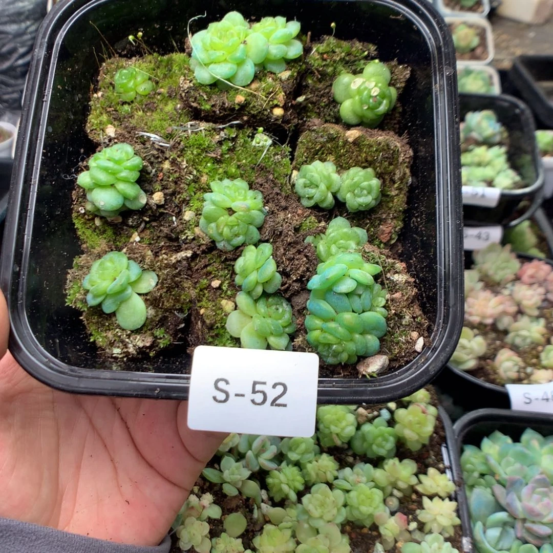 无花朵S52英语英语