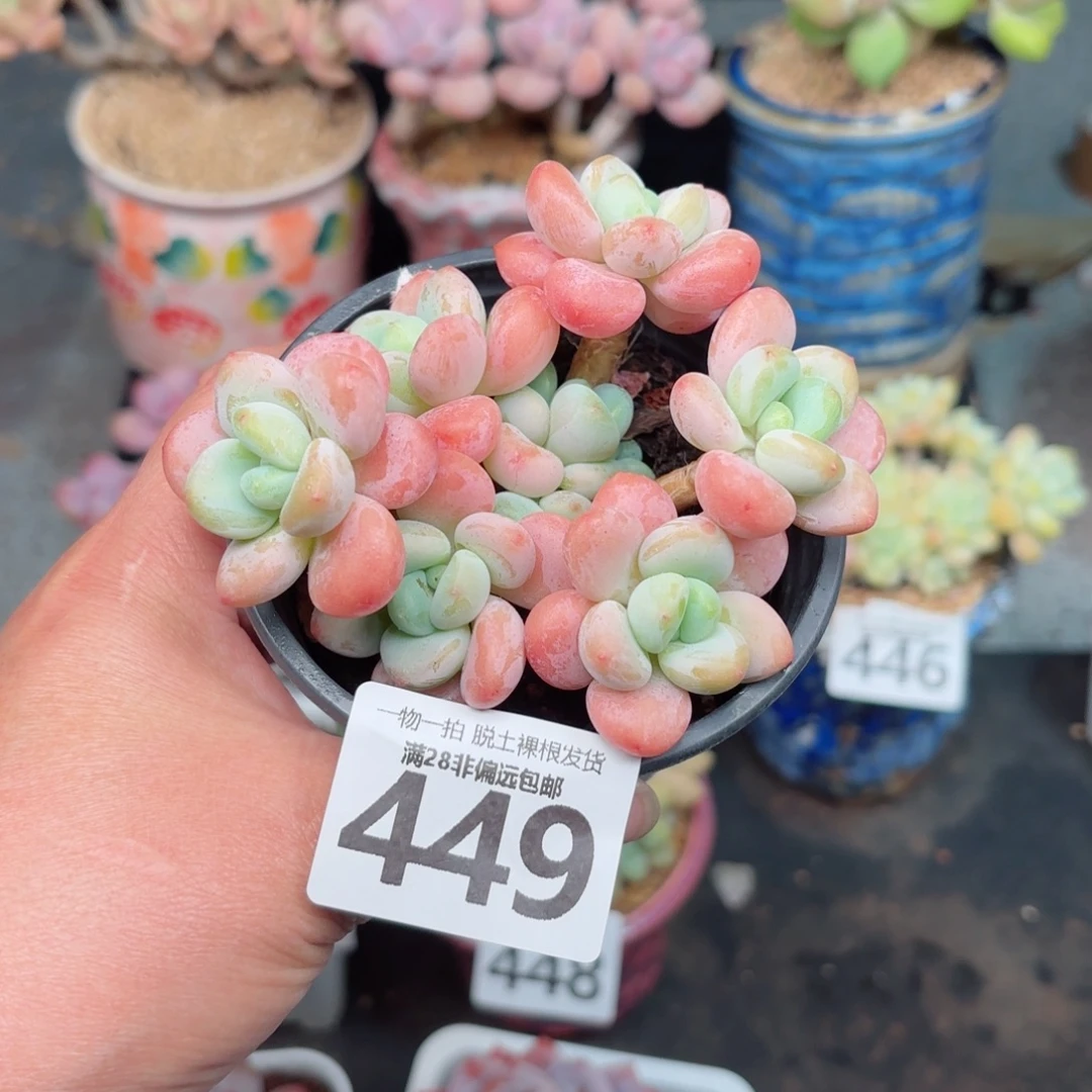 橘子洛神无盆土发货