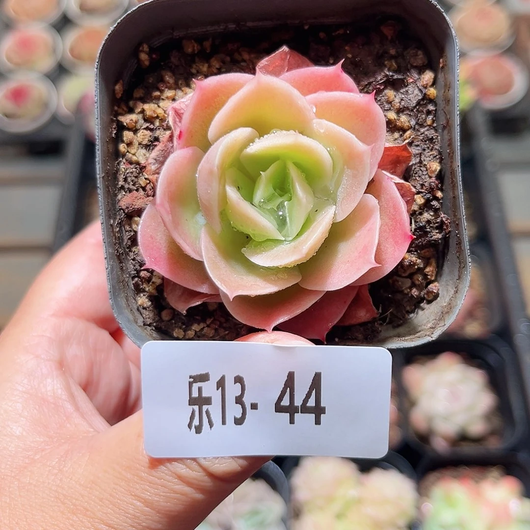 乐13-44 柠檬酸橙
