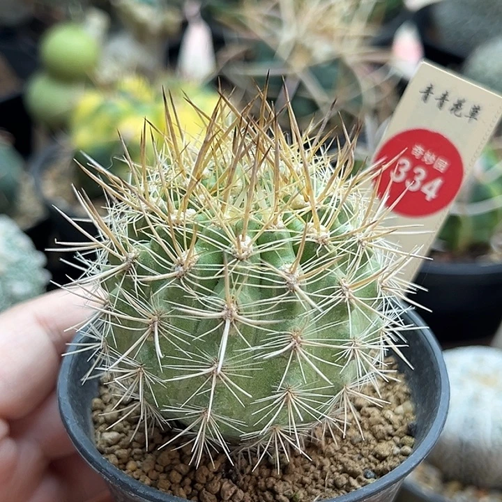 实生强刺逆龙丸5.4cm