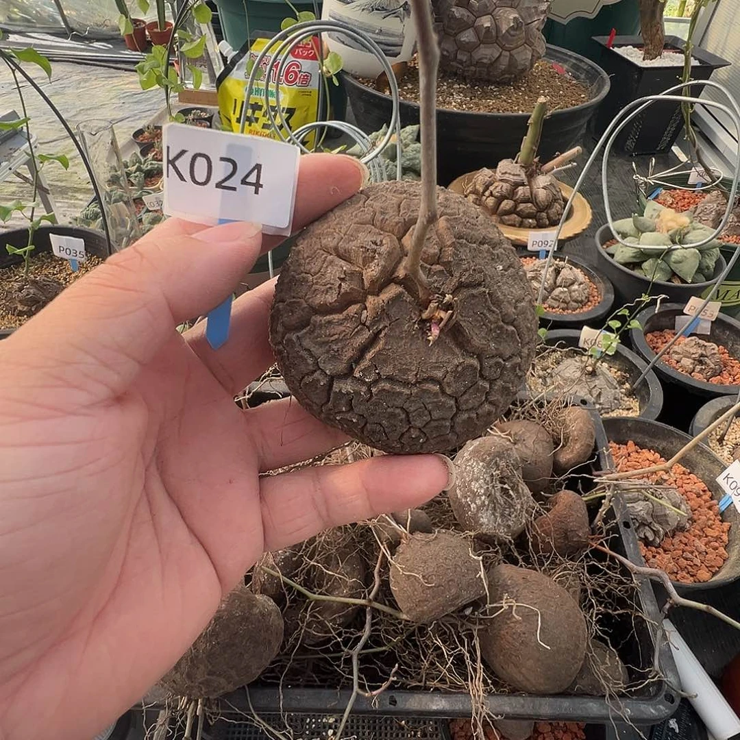 多肉植物专拍 一物一拍 南非龟甲龙024