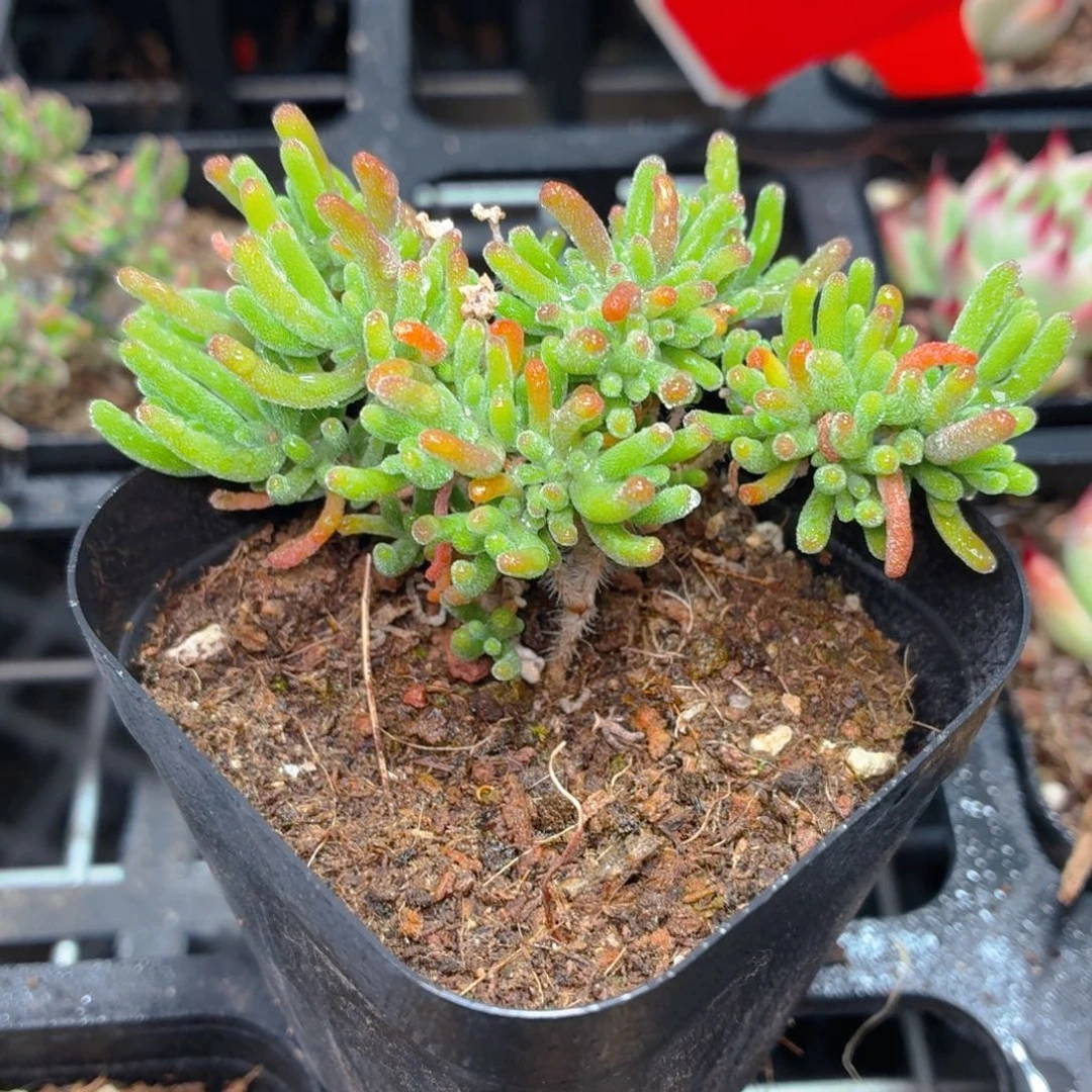 荧光兔子枝干多肉9.9包邮发货