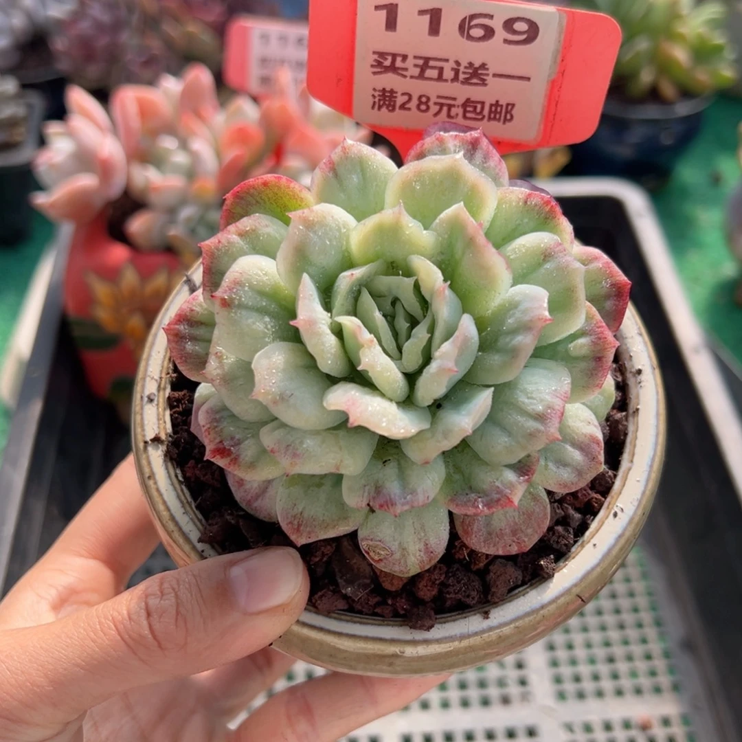表妹精品多肉植物1169.