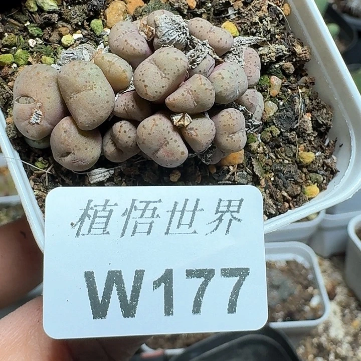 177号多肉植物哇d f