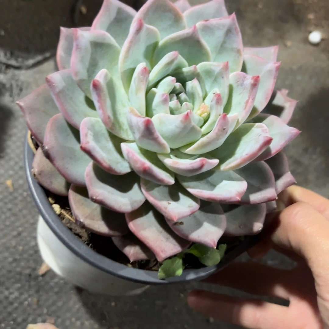 11cm粉蓝鸟新疆包邮