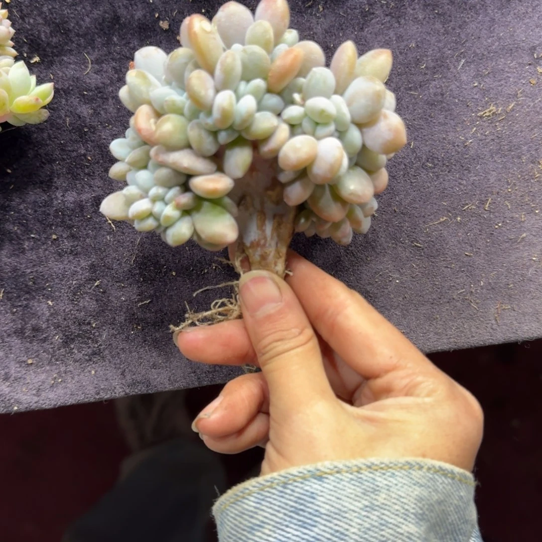 粉兔缀化一物一拍瑕疵