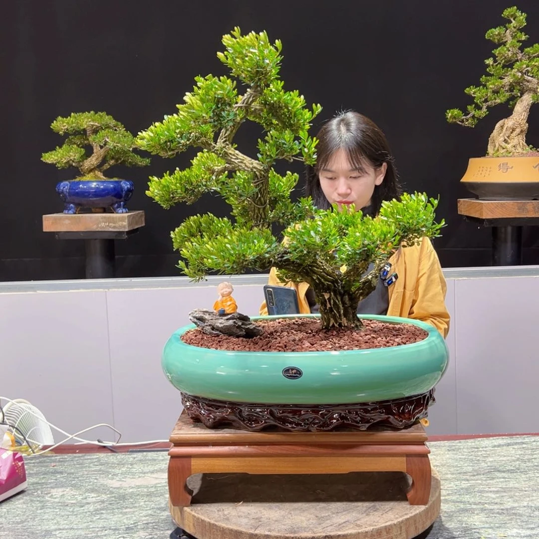 黄杨盆景老桩四季常青