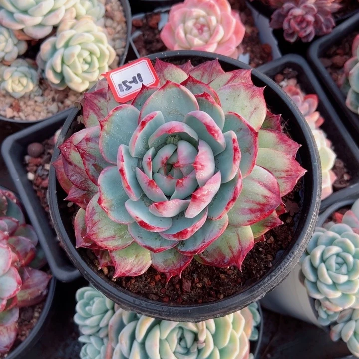 旗**门精品多肉植物老桩