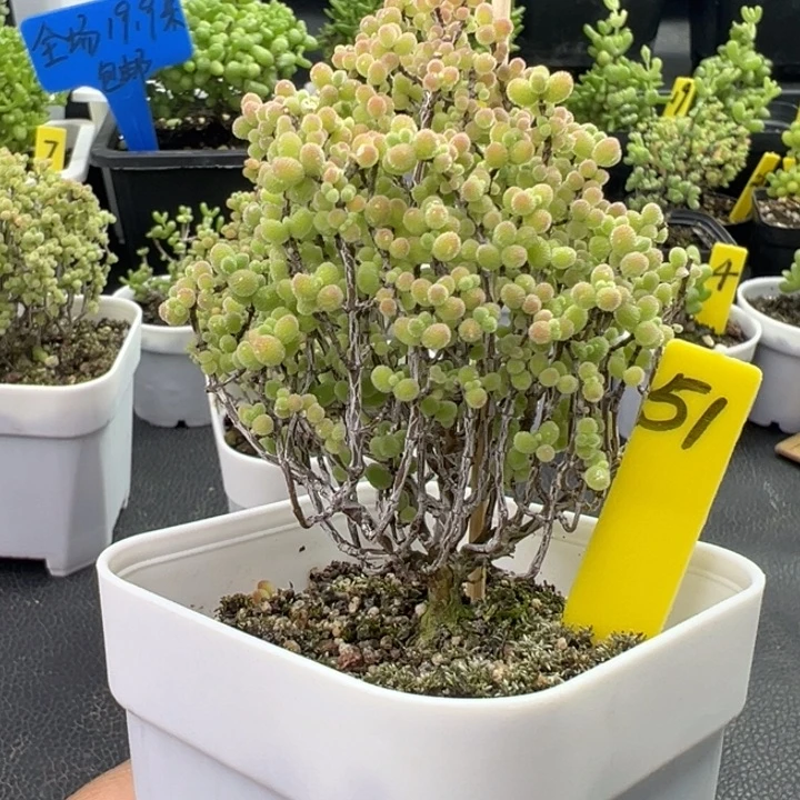 51号彩色蜜橘 一物一拍