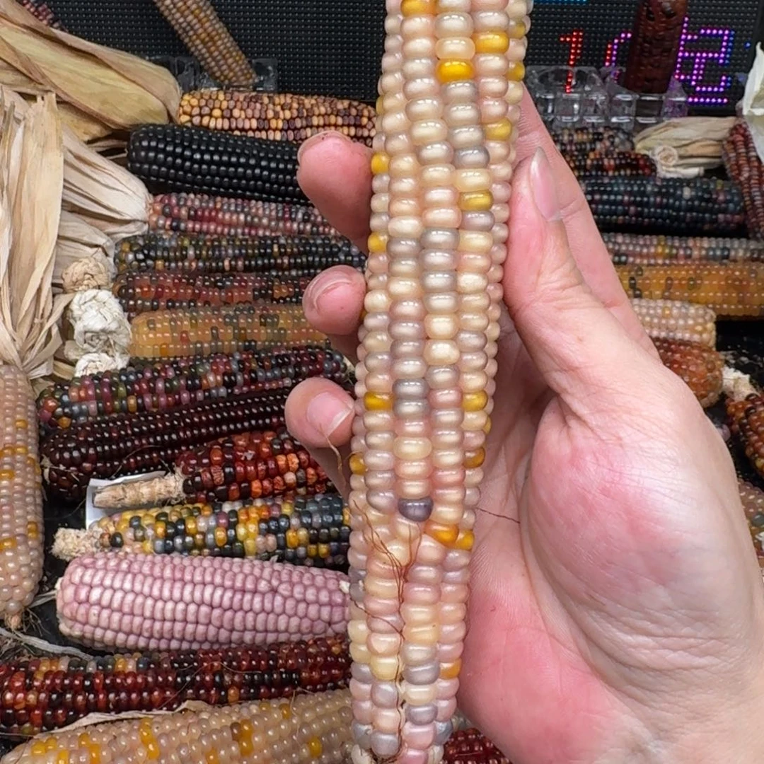 柏香籽/百香籽吊坠番*仔