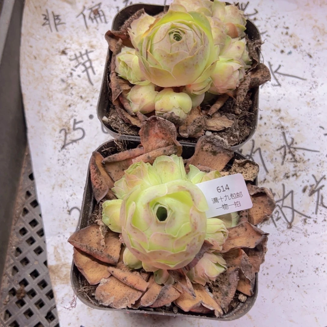 晨***奶614 侧牙掉了不包损无售后