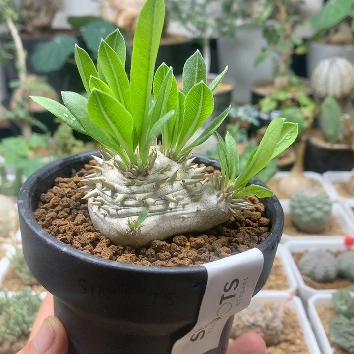 惠比大黑母本带盆