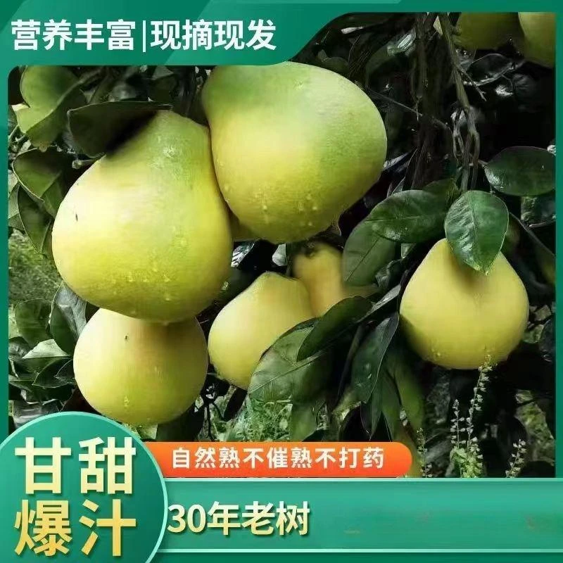 江西井冈蜜柚白心多汁薄皮新鲜现摘纯甜无酸金兰油安福蚕子