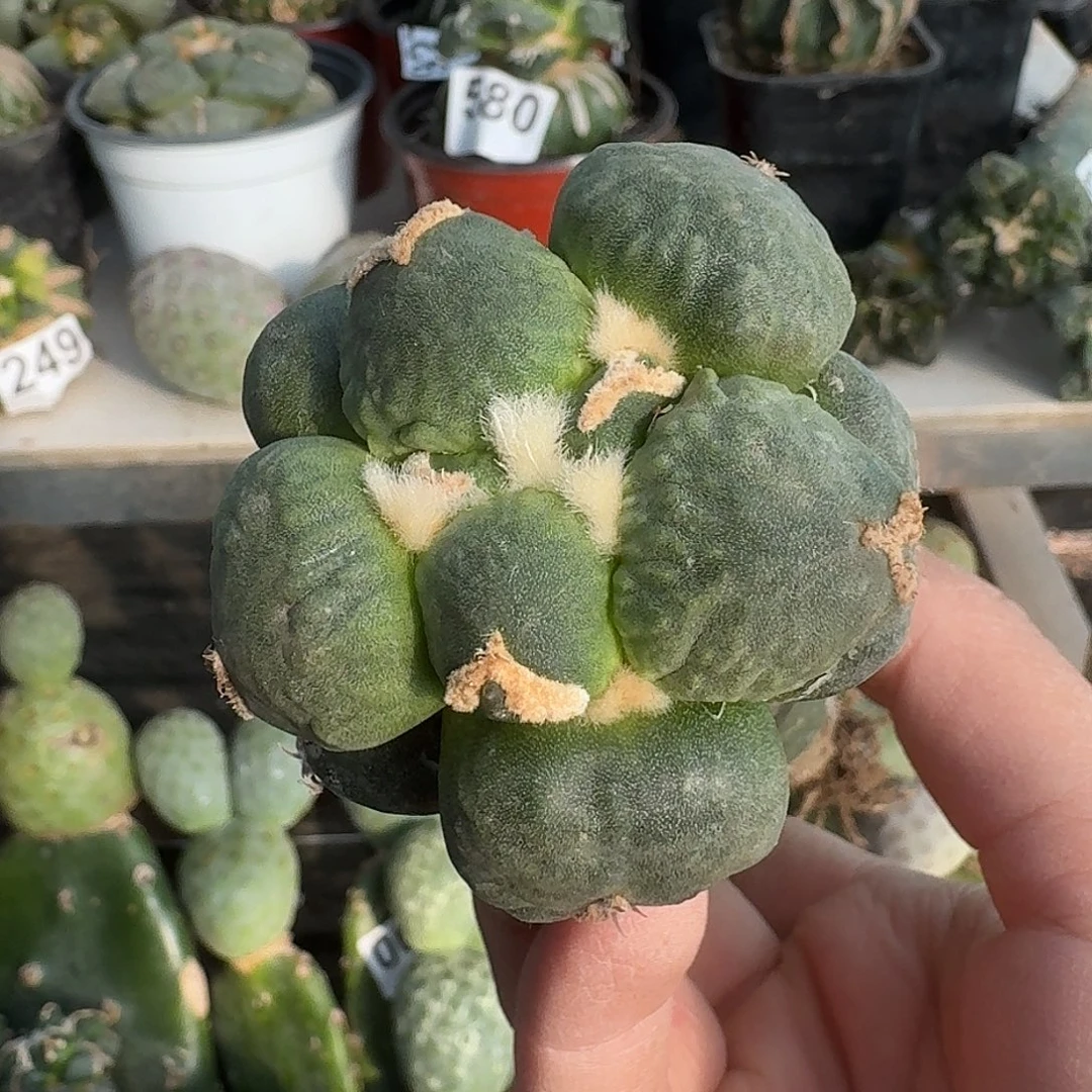 无花朵蛋怒049仙人球