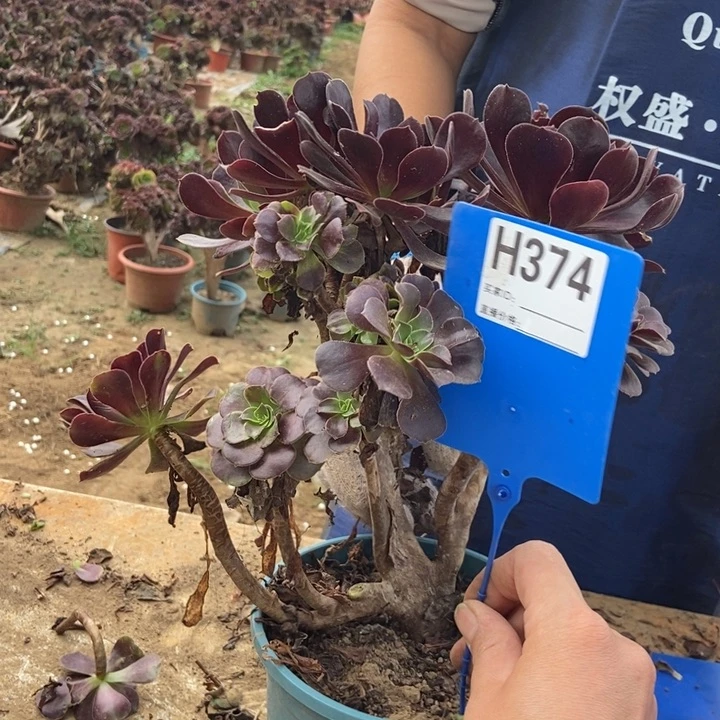 钧***钧374欧紫缀化老桩老桩