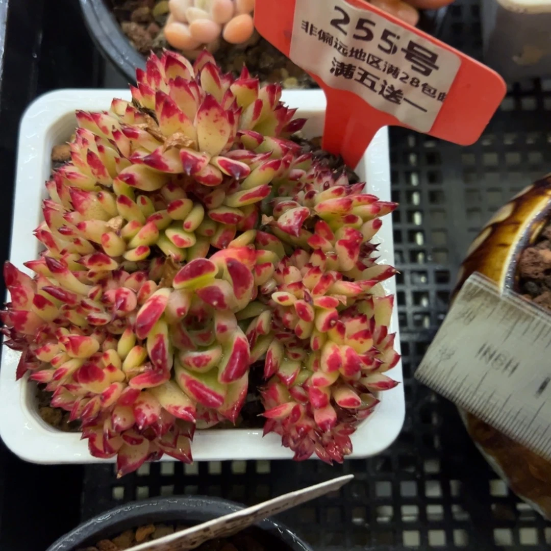 表妹精品多肉植物255.