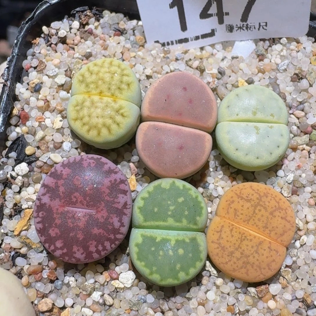 Zzzzx精品生石花147