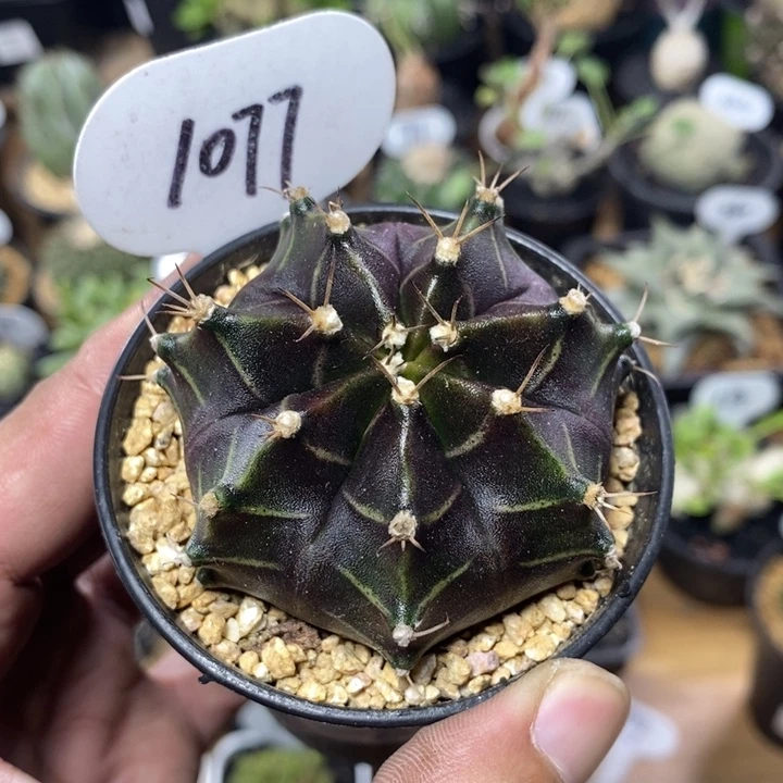 黑美人1077号6cm
