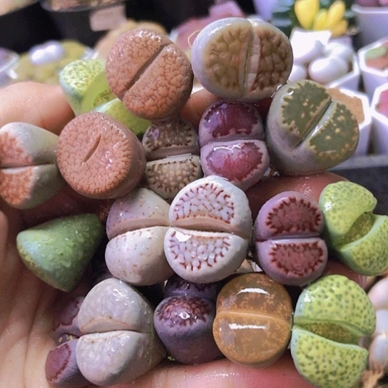 无花朵1127，19颗1.8-2.2厘米