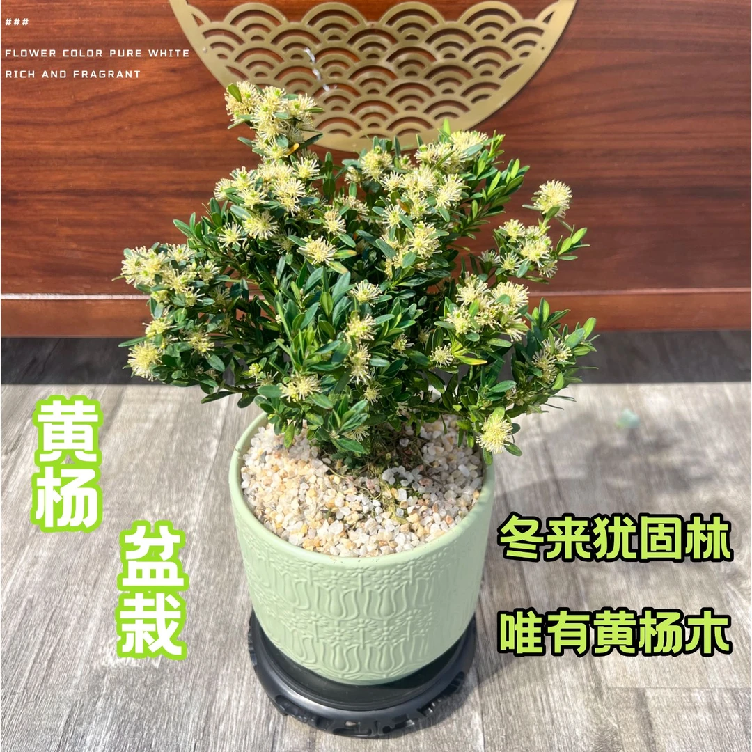 【黄杨】盆景摆件招财绿植室内盆栽老桩小叶雀舌树名贵花卉客厅