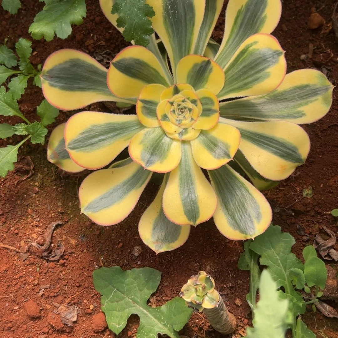 ?***?精品多肉植物25.8暴君