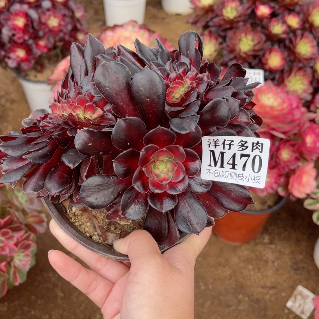 470华纳缀 冠幅15左右