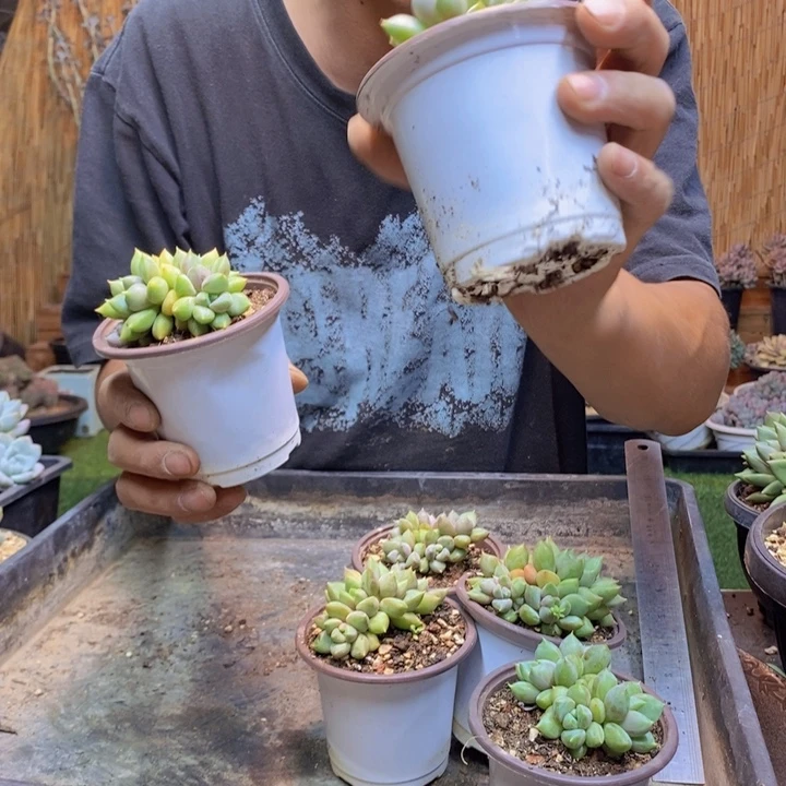 l***旬592号象牙多肉植物