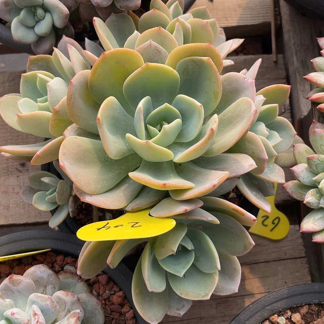 抹茶群生多肉植物204