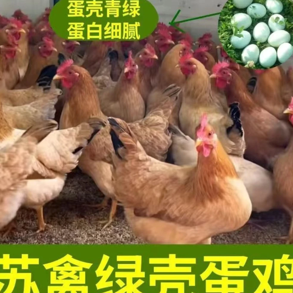 宠物鸡绿壳好养苏禽活体六只包邮