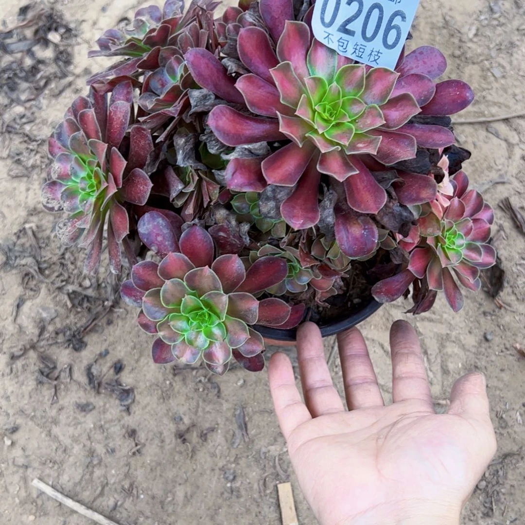 红日多肉植物法师0206