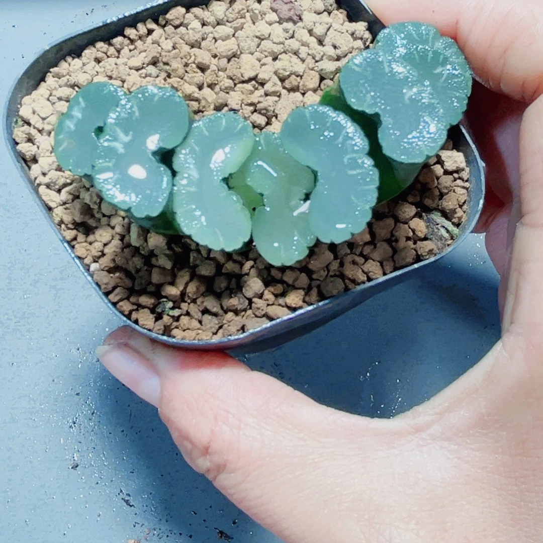透窗玉扇多肉植物6666
