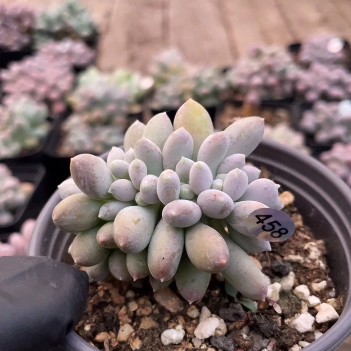 日系红美人缀化多肉植物