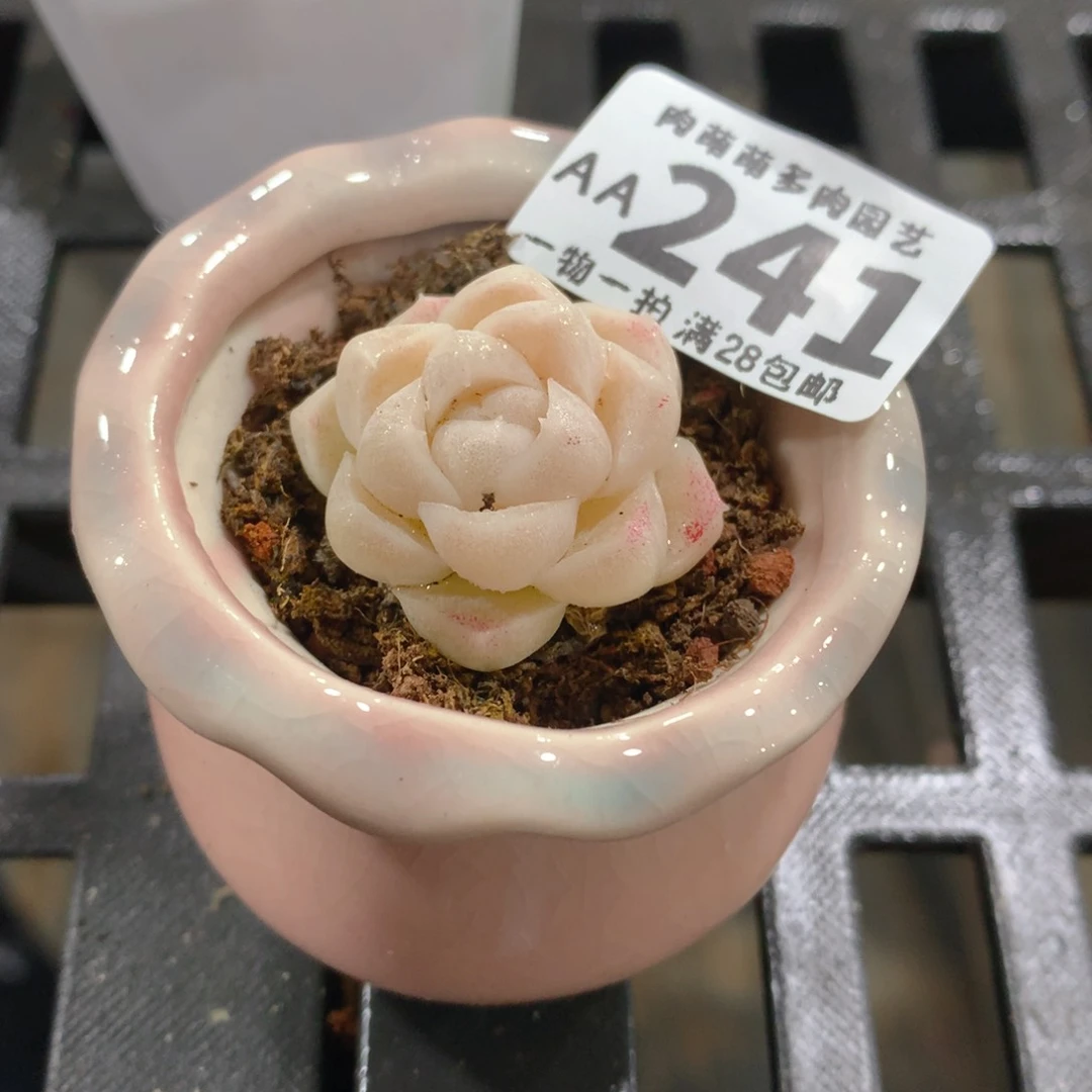 肉萌萌拇指盆精控多肉AA241