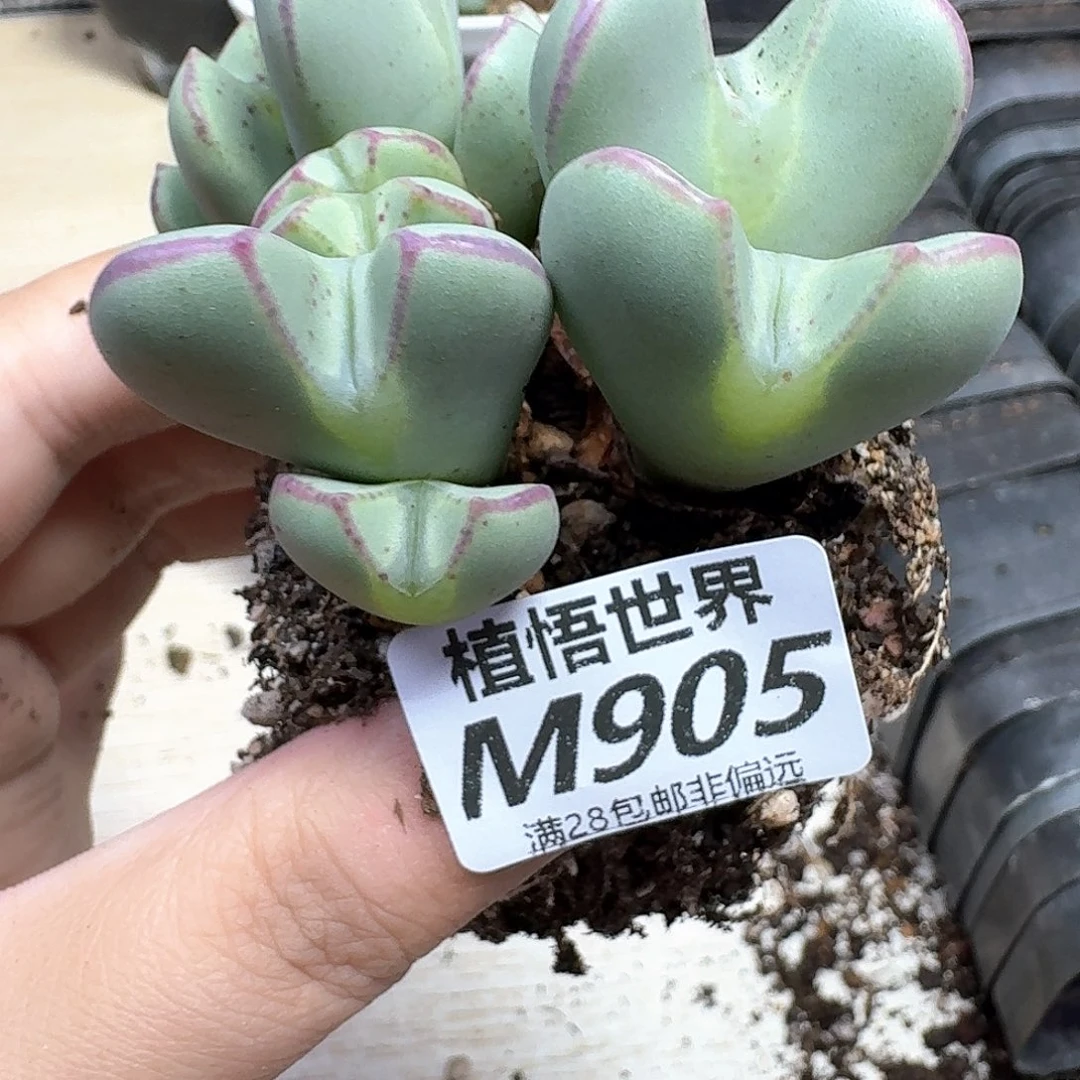 多肉植物的润泽的f