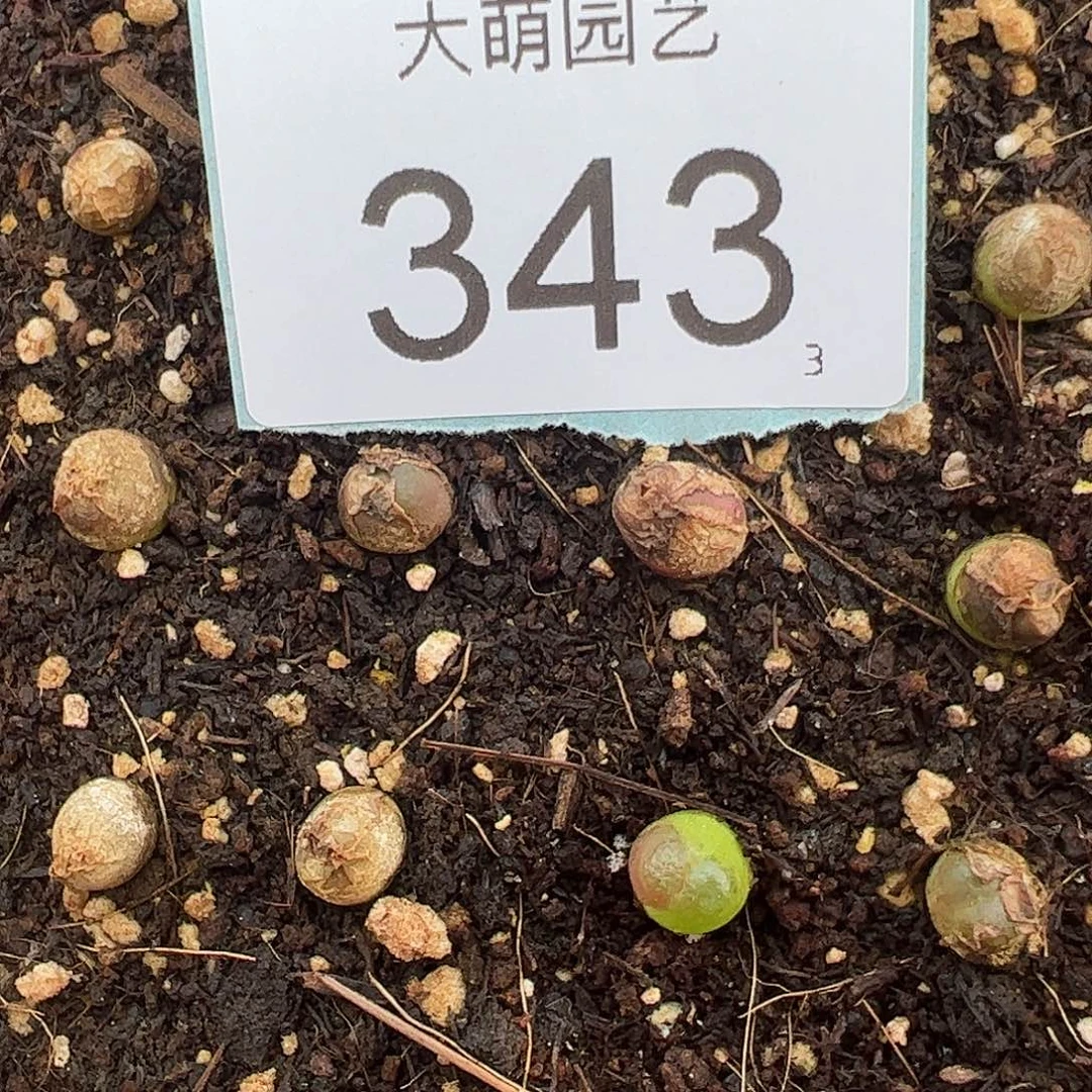 0000343量拍小雪茄3颗尺寸0.7上下