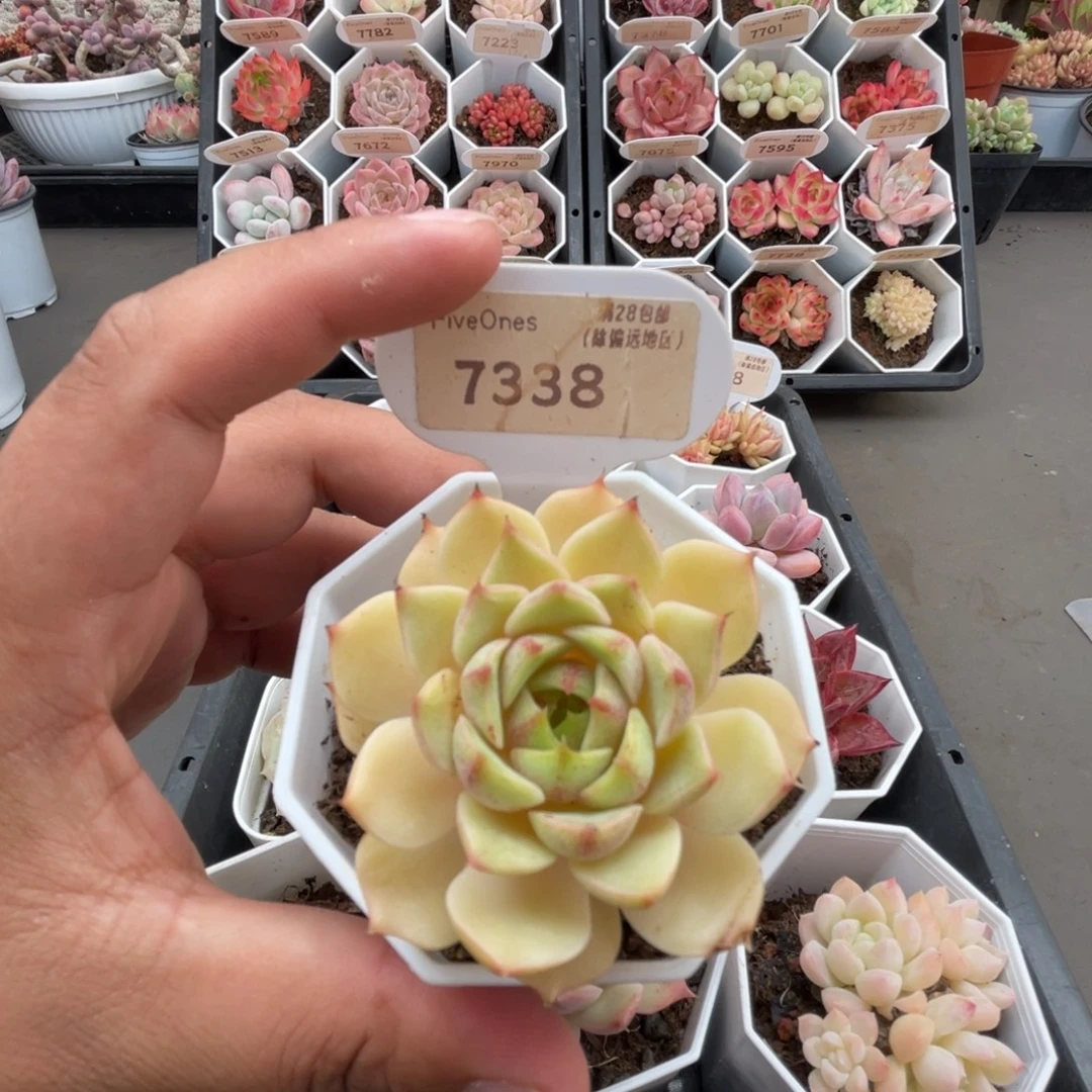 7338苯巴蒂斯5.0厘米