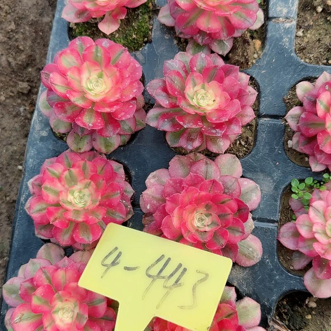 4-443---荔枝苗多头多肉