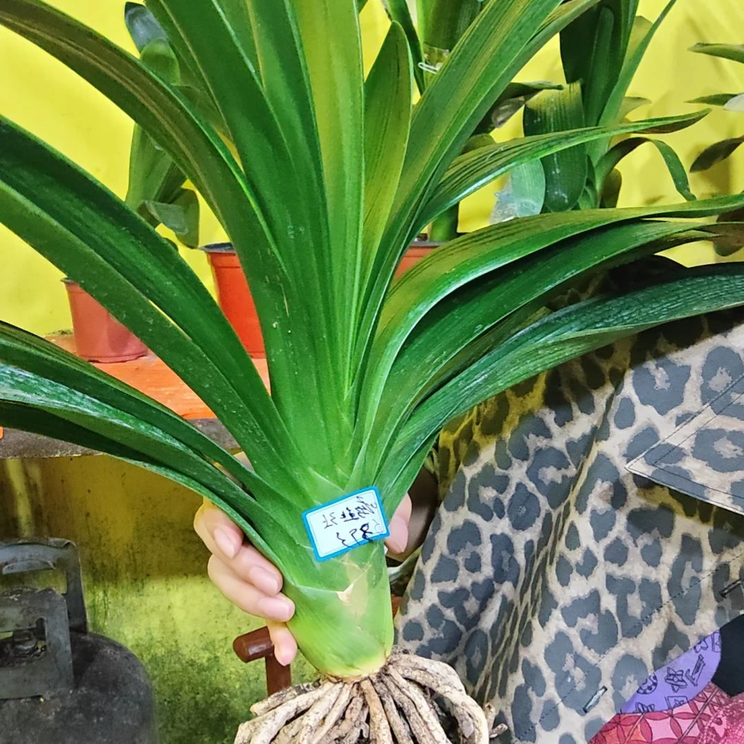崛***起完全开放君子兰一物一拍