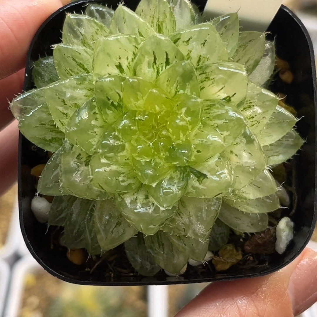 12翠云锦福利专场