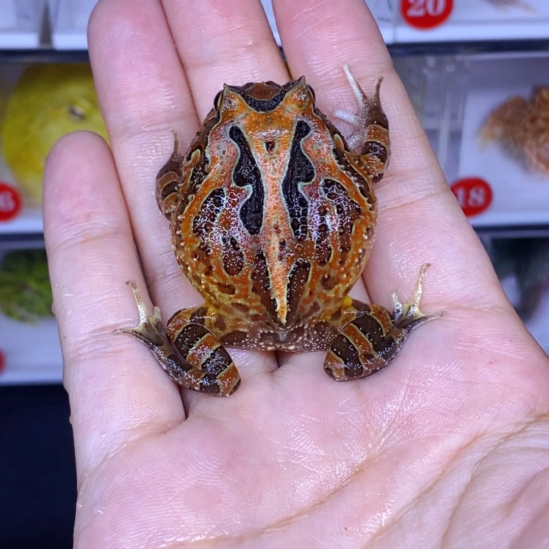 角蛙角蛙3-10cm闪购专享链接