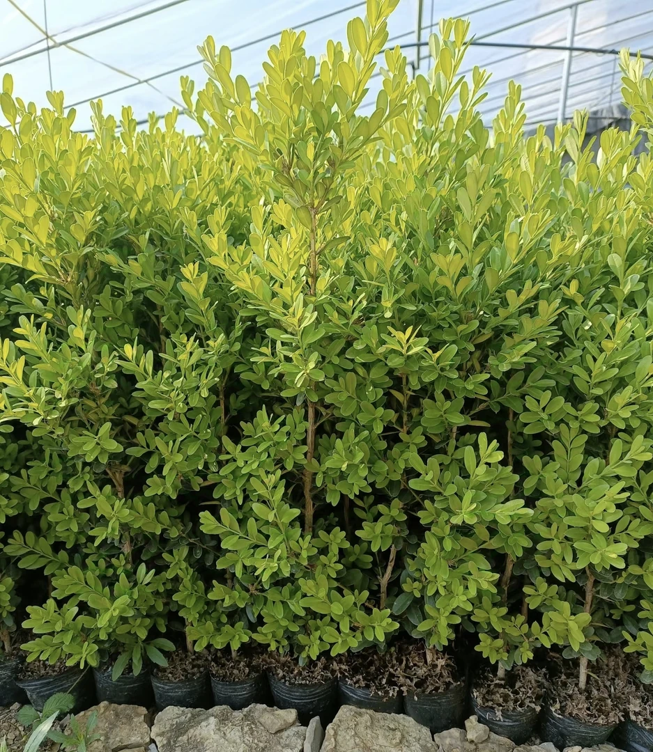 [瓜子黄杨20棵] 裸根苗 庭院花园绿篱四季常青超耐寒冬青黄杨苗