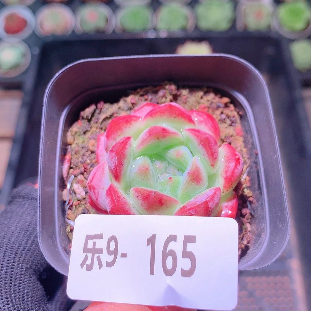 乐然9-165 新品单头