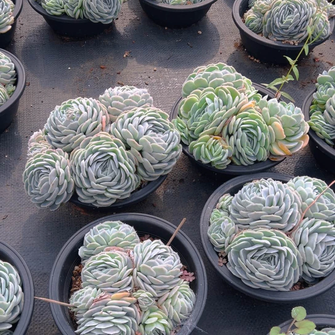 200杯西娜，满18包邮