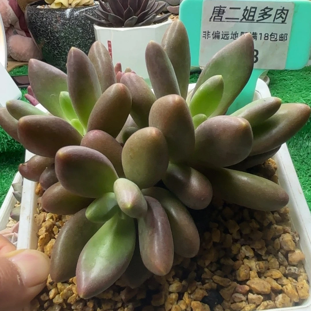 唐二姐多肉编号108