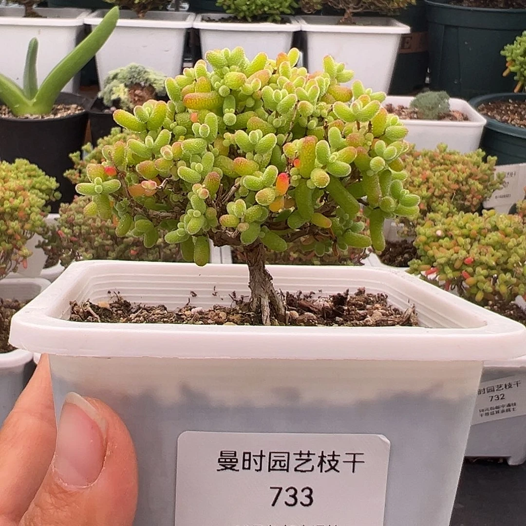 733号金桔糖球12.23多肉