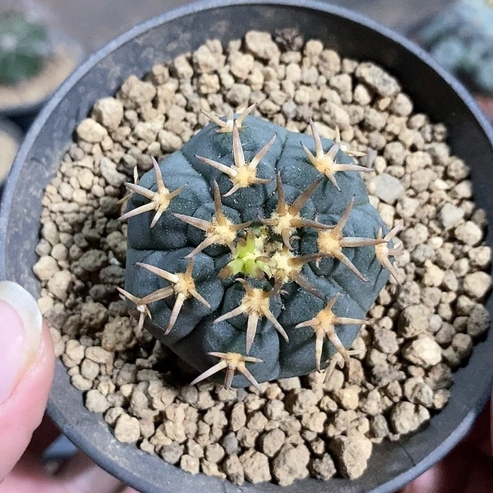 猫爪实生脱土发货