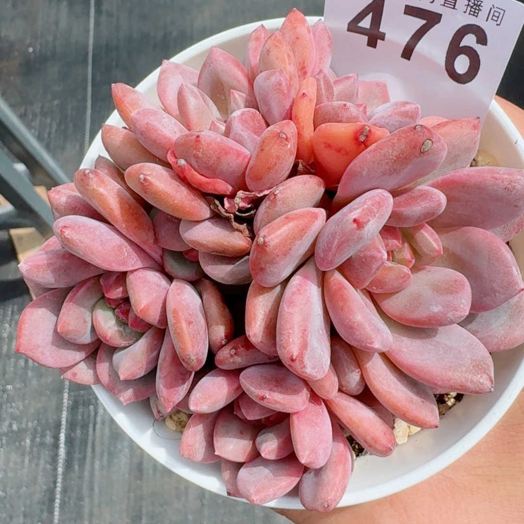 艾丽儿            精美多肉植物