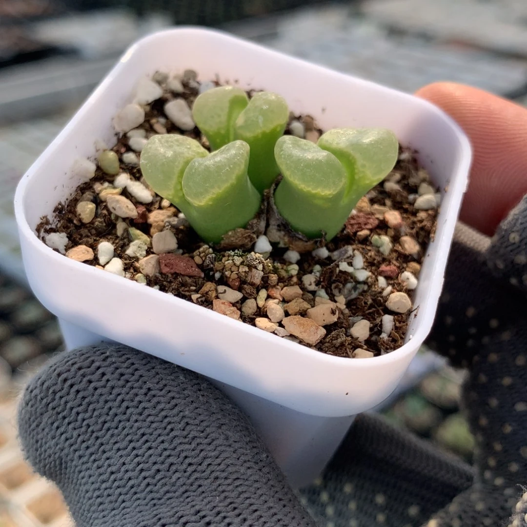 019粉樱风铃母本