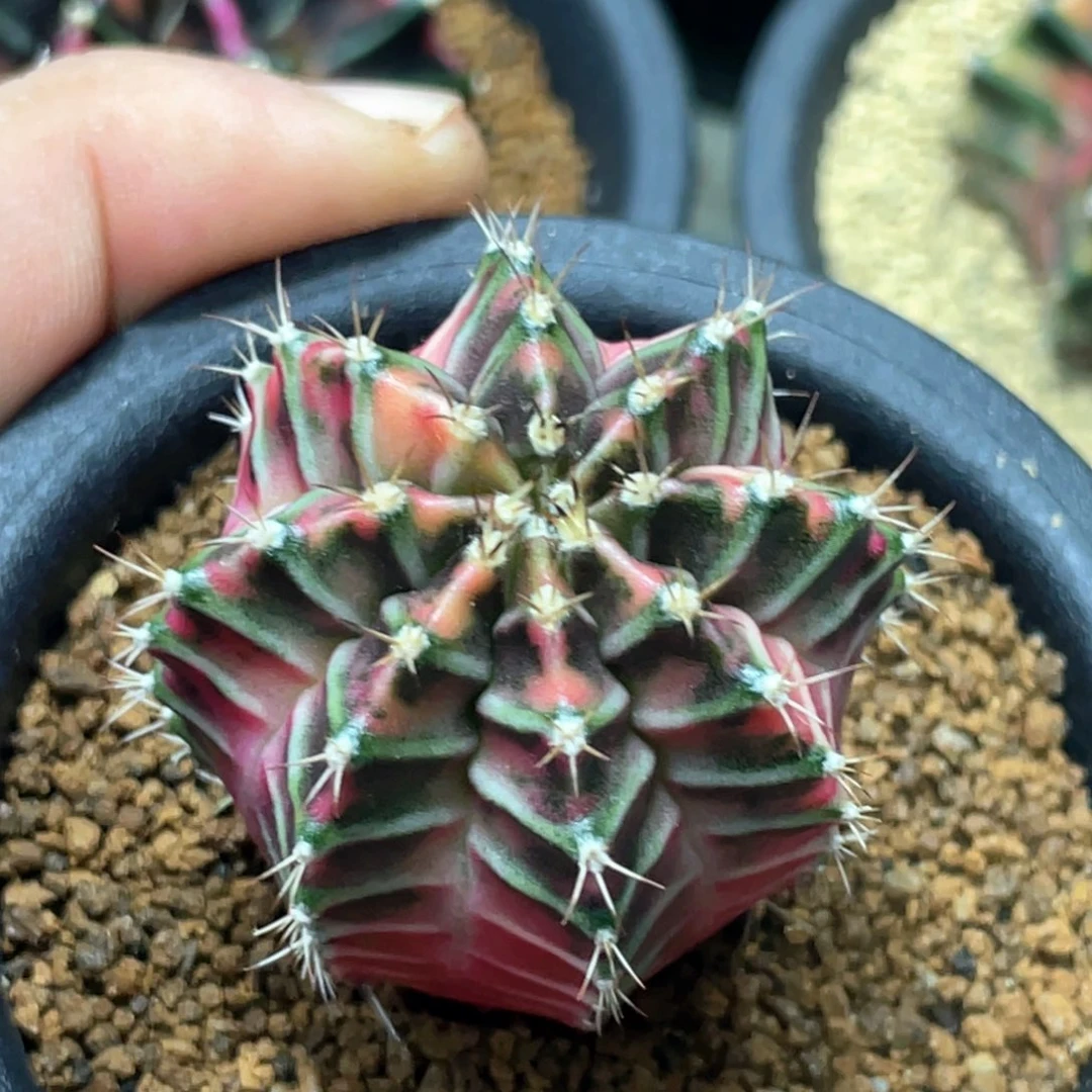 当前无花朵，栽培后可花朵彩虹梦