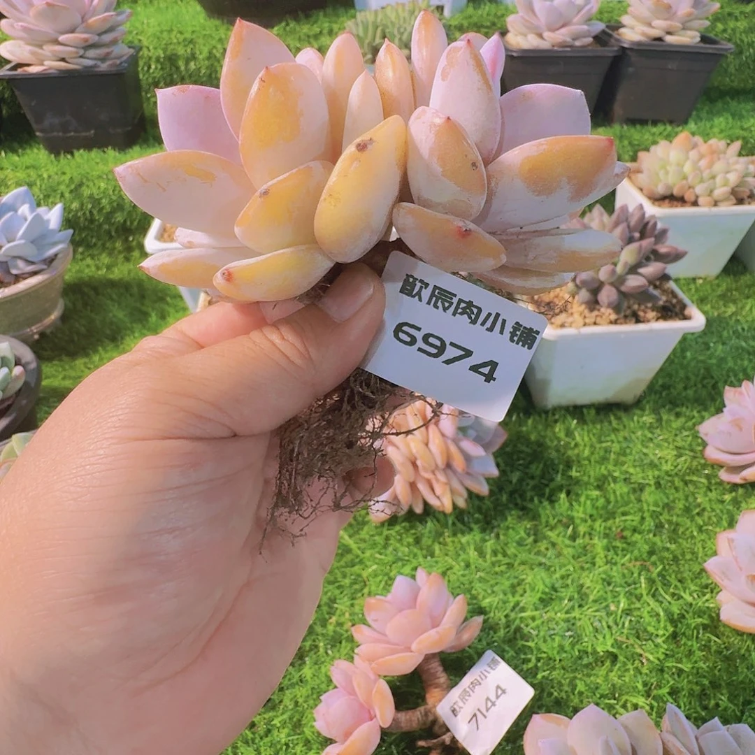 多肉植物奶茶双头6974